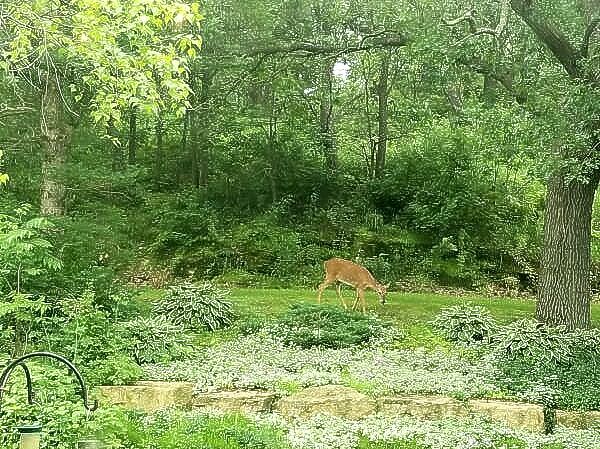 A deer and two turkeys are standing in a grassy field.