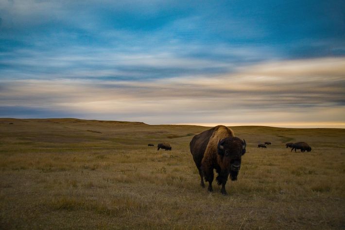 bison on the open plains