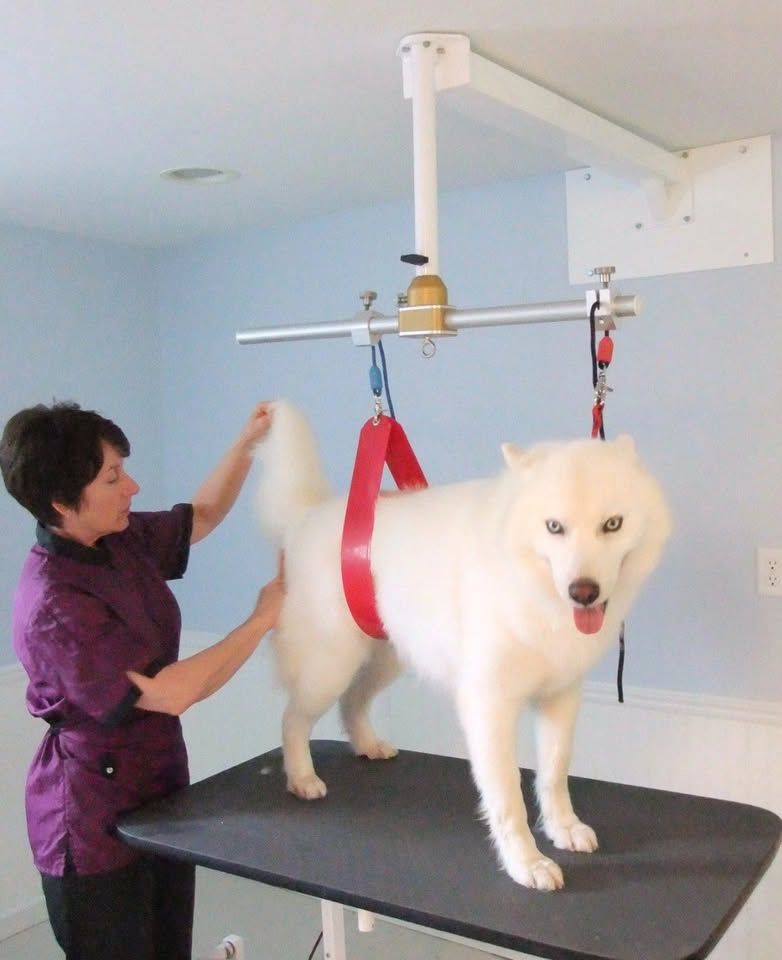 A person is bathing a dog