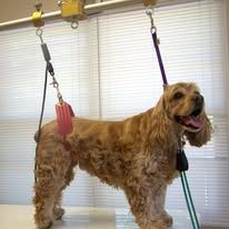 Woman grooming a fluffy, orange dog with a brush in a salon setting.