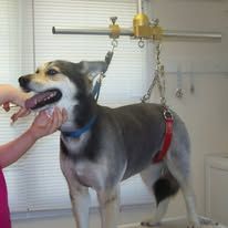 A person is grooming a small dog with scissors and a comb.