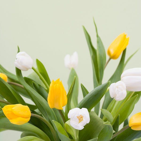 White and Yellow Tulips