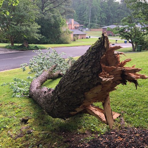 A tree that has been knocked over by a storm