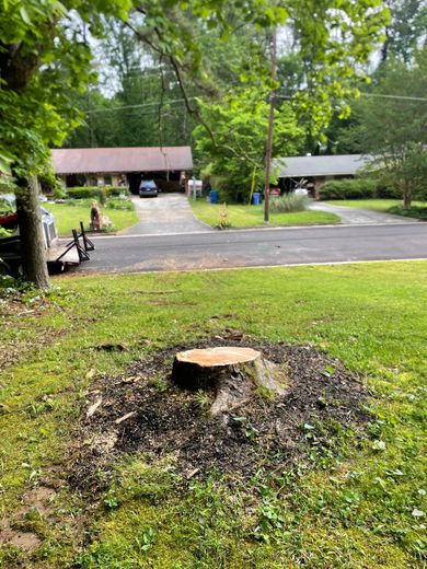 A tree stump in the middle of a lush green field in front of a house.