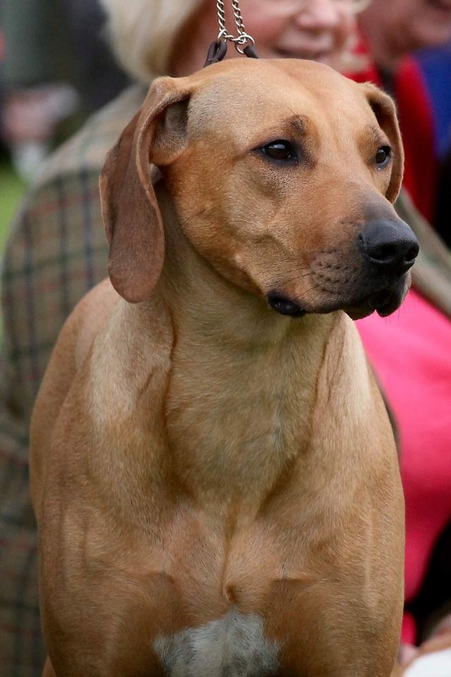 Sofala ridgebacks sales