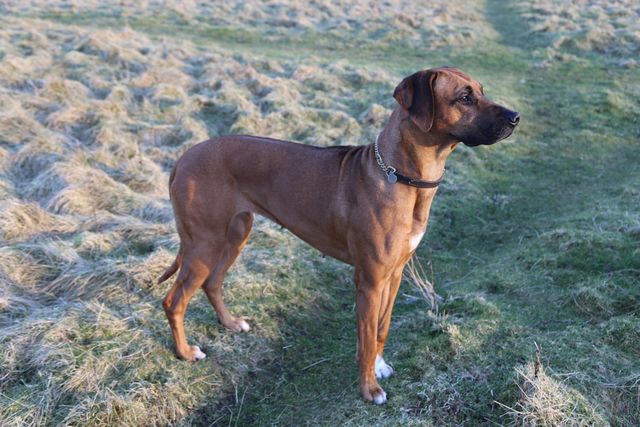 Forum sales rhodesian ridgeback