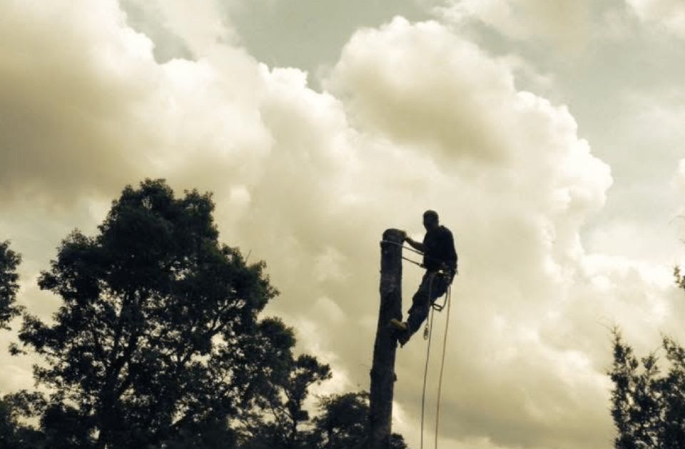 Arborist cutting down a tree, silhouetted against a cloudy sky.