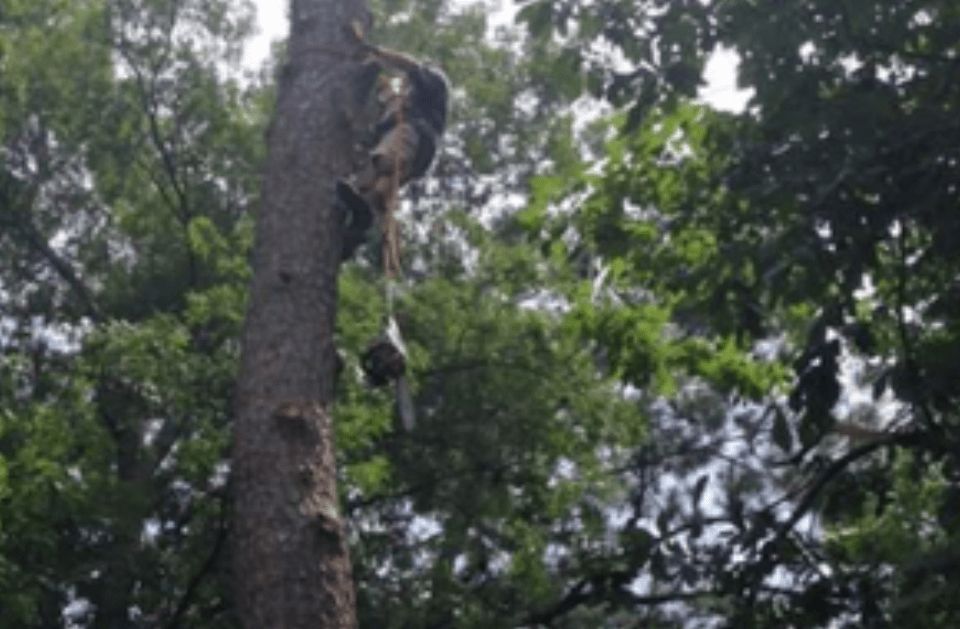 Person using a chainsaw to cut a tree limb, attached to the tree with safety ropes.