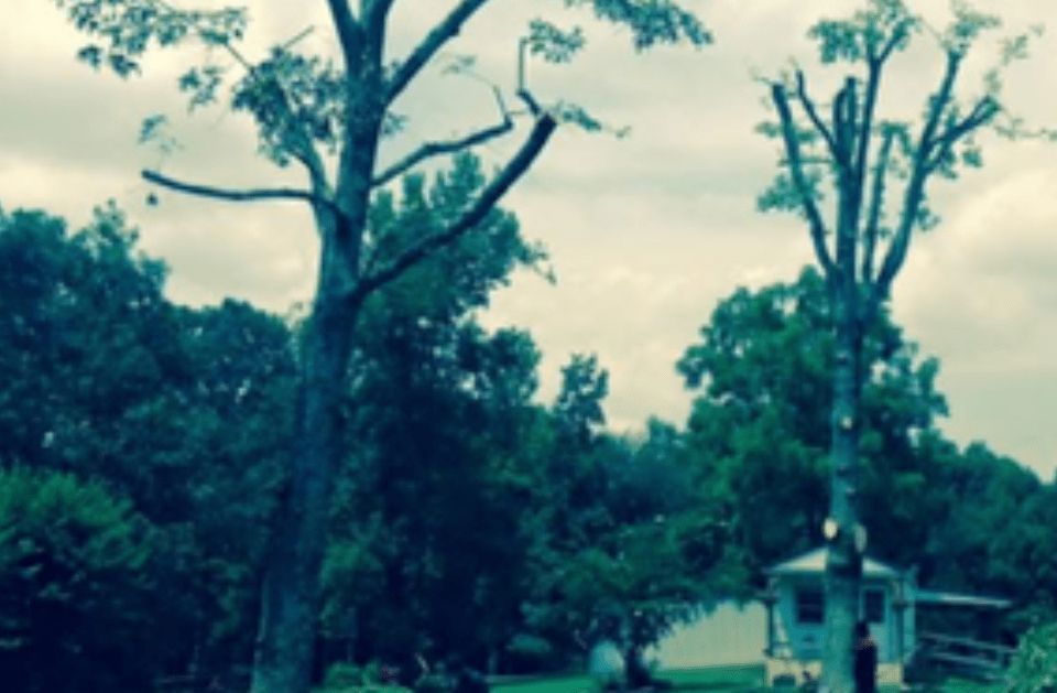 Two tall trees against a cloudy sky, partially trimmed, with a small house visible below.