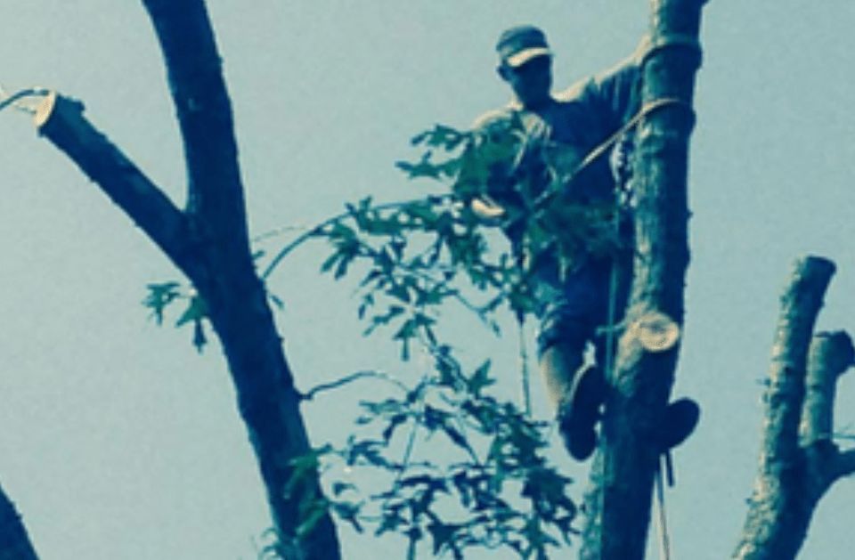 Man in a tree using a saw to cut branches; daytime.