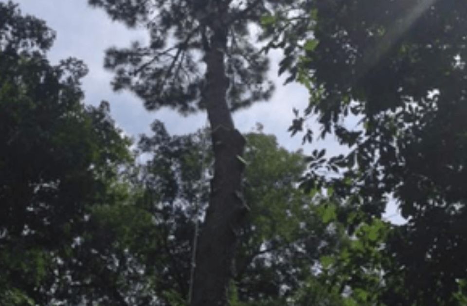 Tall tree trunk reaching toward a cloudy sky, surrounded by green leaves.