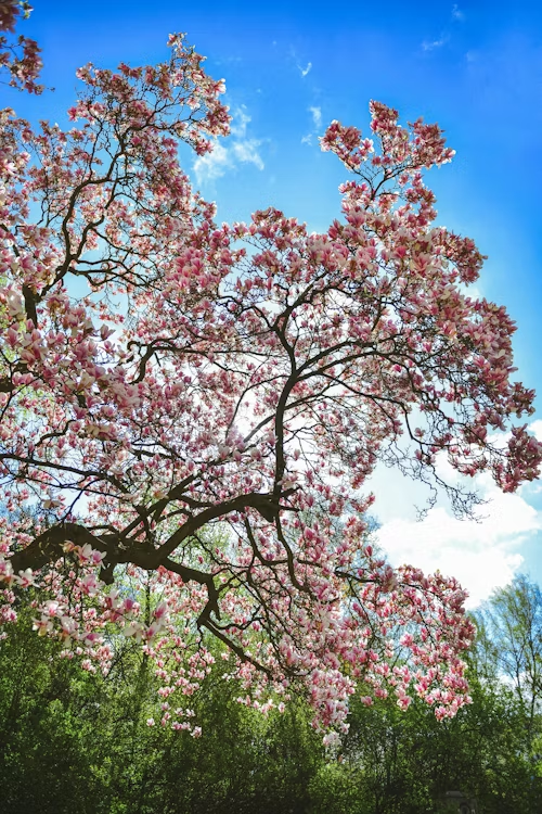Blooming pink tree branches against a bright blue sky above green foliage