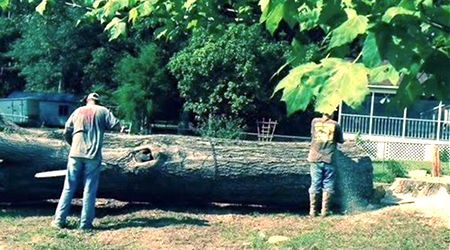 Two people cutting a large fallen tree with chainsaws outdoors near a house.