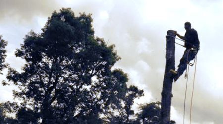 Arborist in tree, secured by ropes, cutting trunk. Overcast sky, dark greens and grays.