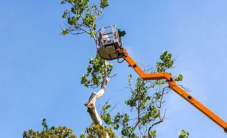 An orange lift truck with a worker in the bucket is trimming a tree against a blue sky.