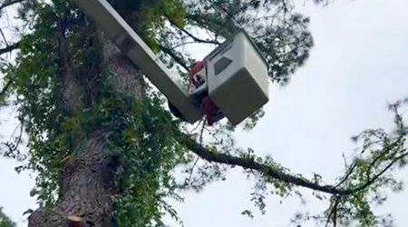 Bucket truck trimming a tall tree's branches, cloudy sky.