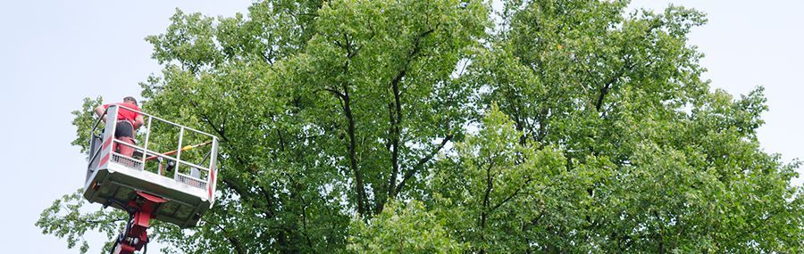 A person in a lift trimming a large, leafy green tree. The sky is visible.