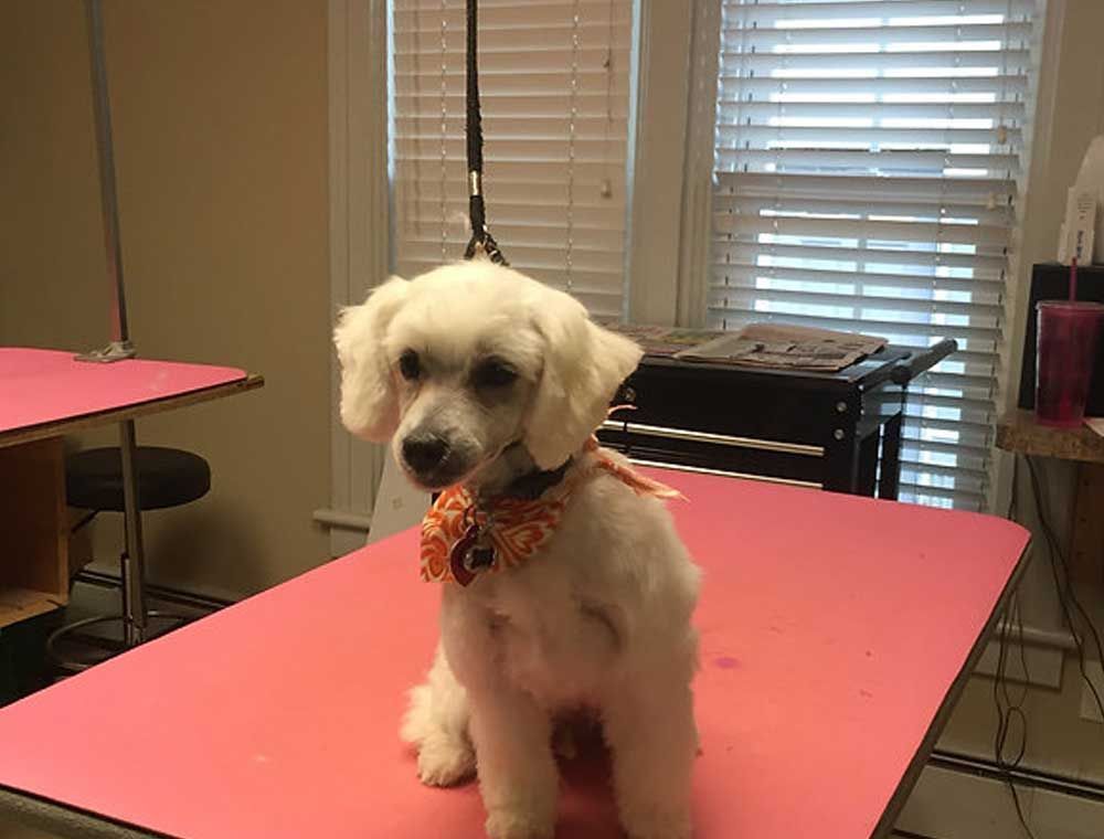 white dog is sitting on a pink table