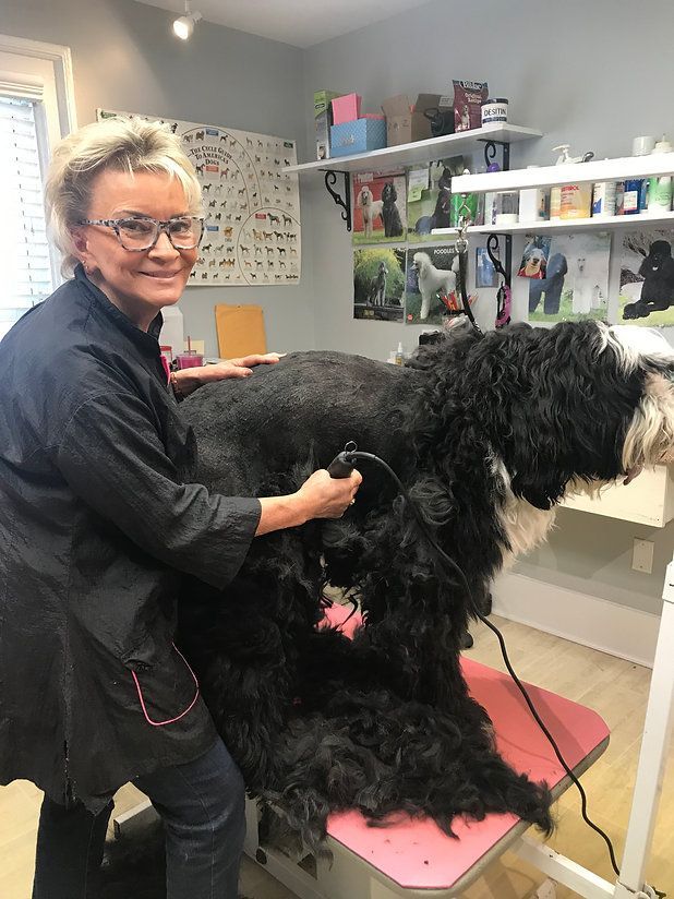 pet grooming services 1