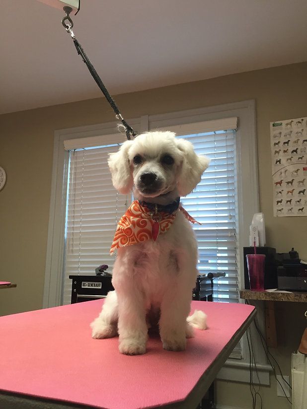 pet grooming services 7