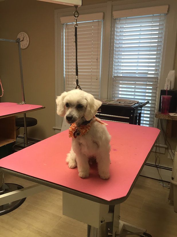 pet grooming services 8