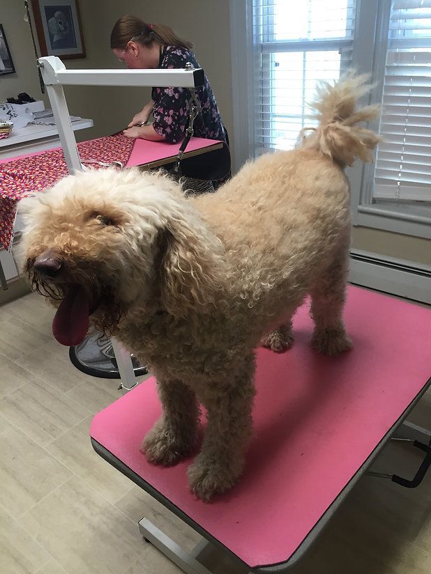 pet grooming services 9