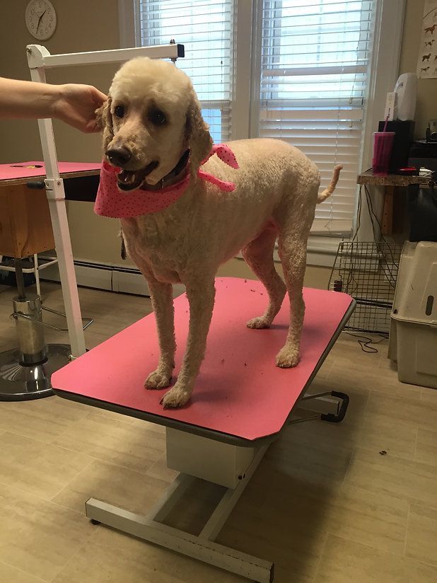 pet grooming services 10