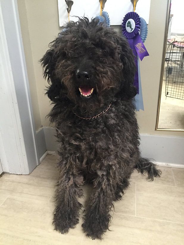 pet grooming services 11