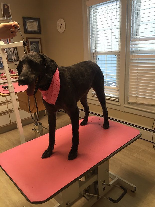 pet grooming services 12