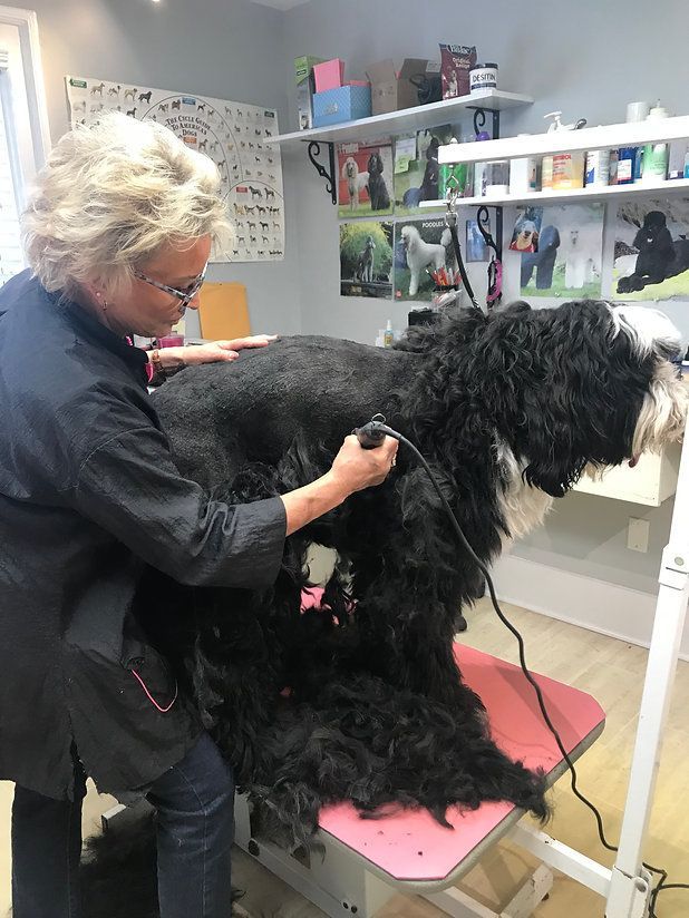 pet grooming services 2