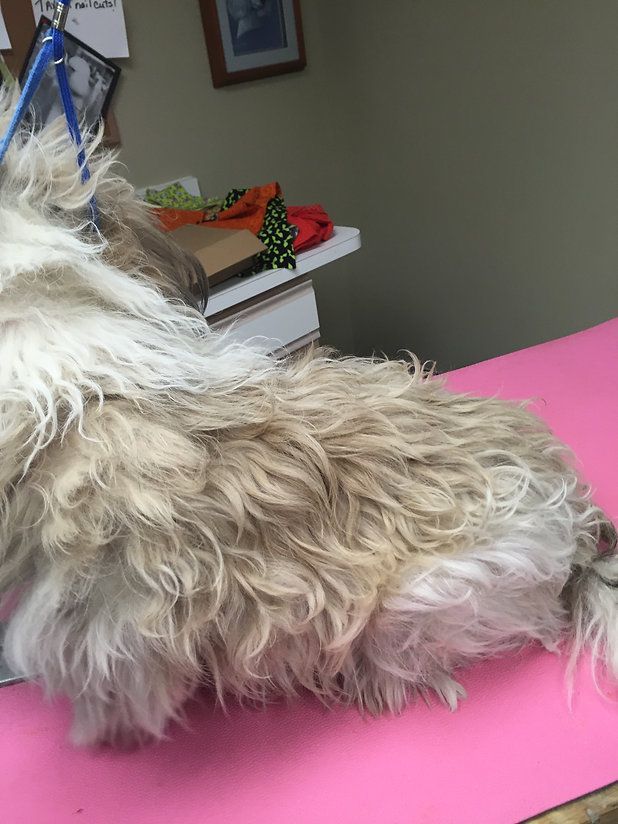 pet grooming services 13