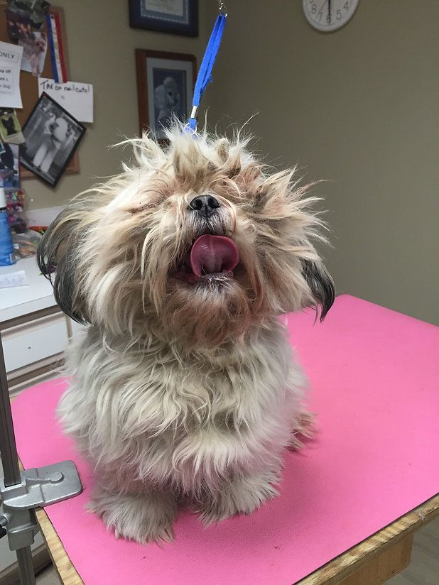 pet grooming services 14