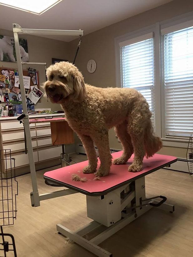 pet grooming services 15