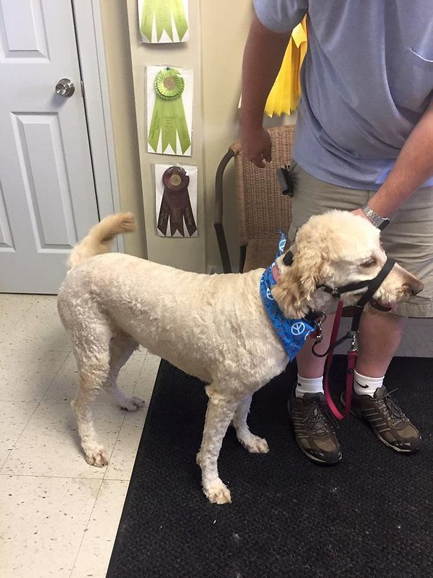 pet grooming services 16