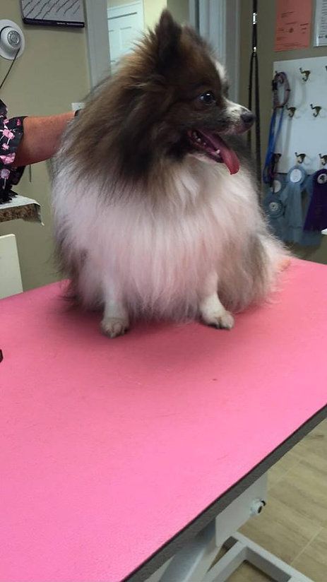 pet grooming services 17