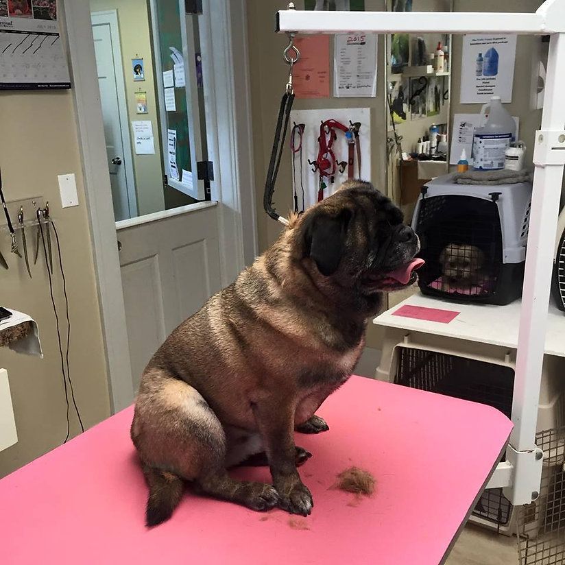 pet grooming services 18