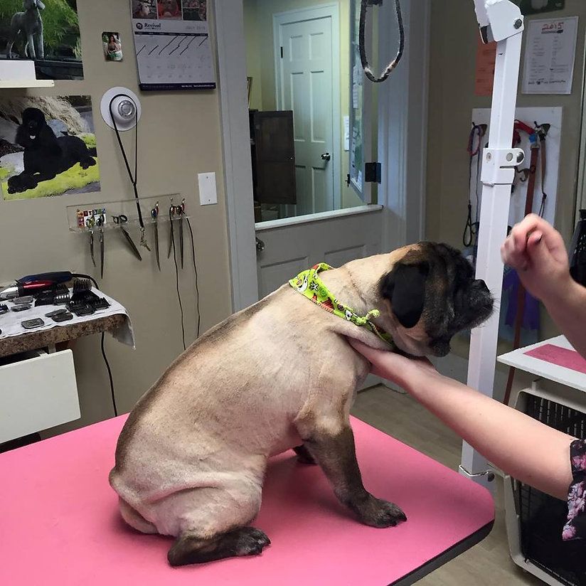 pet grooming services 19