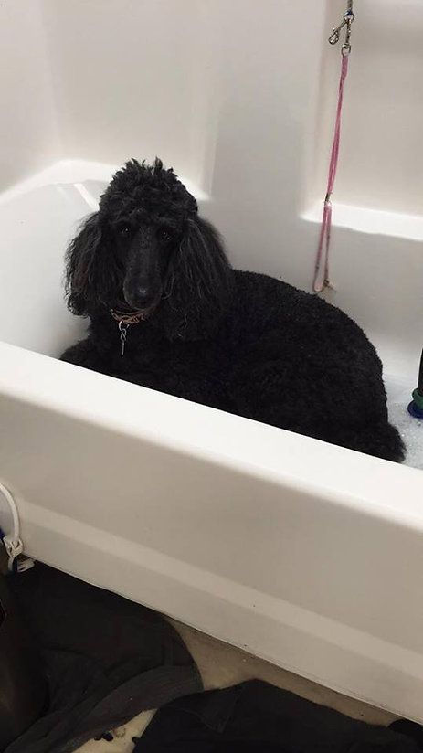 pet grooming services 20