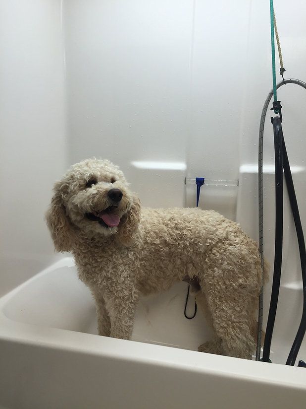 pet grooming services 3