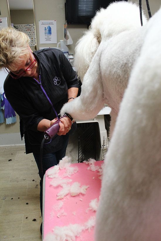 pet grooming services 22