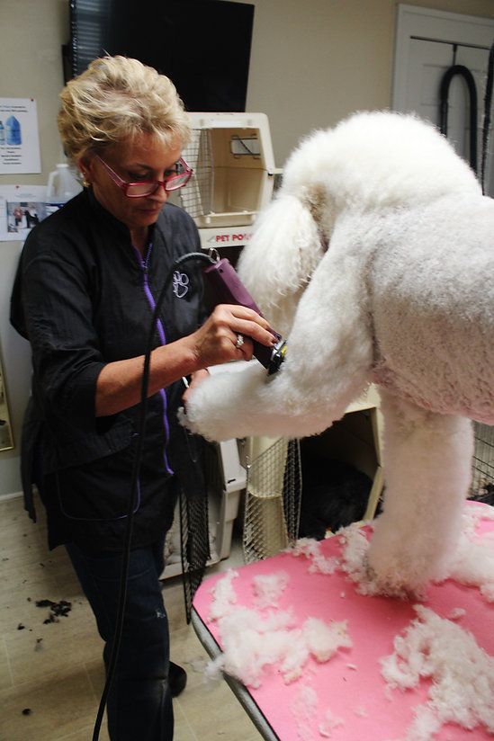 pet grooming services 23