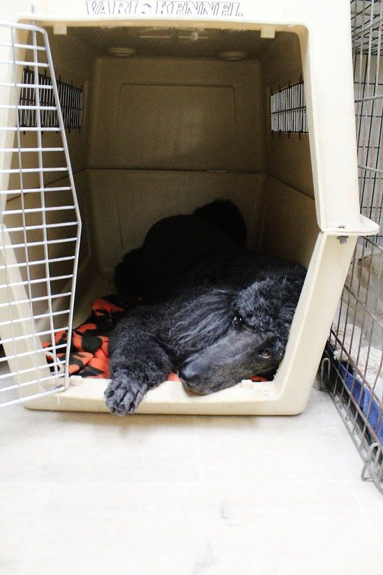 pet grooming services 24