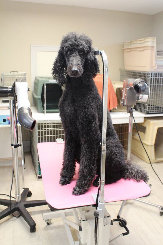 pet grooming services 25