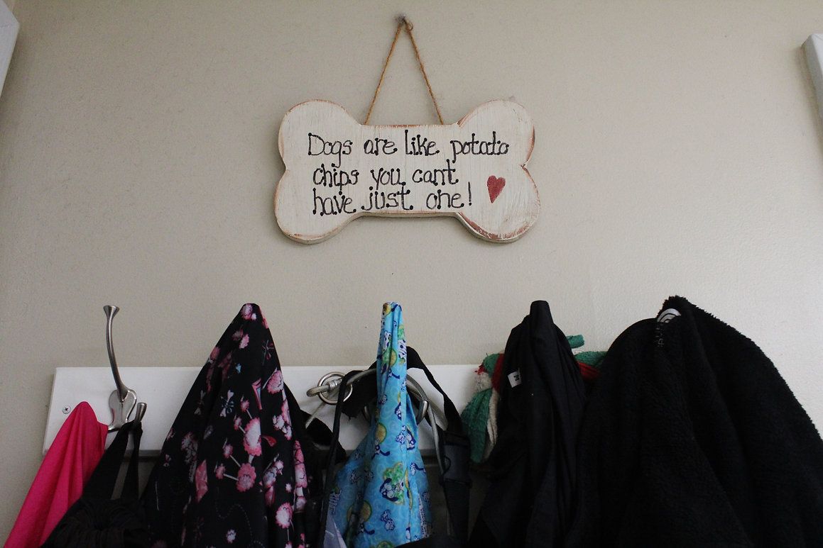 pet grooming services 26