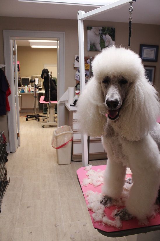 pet grooming services 27