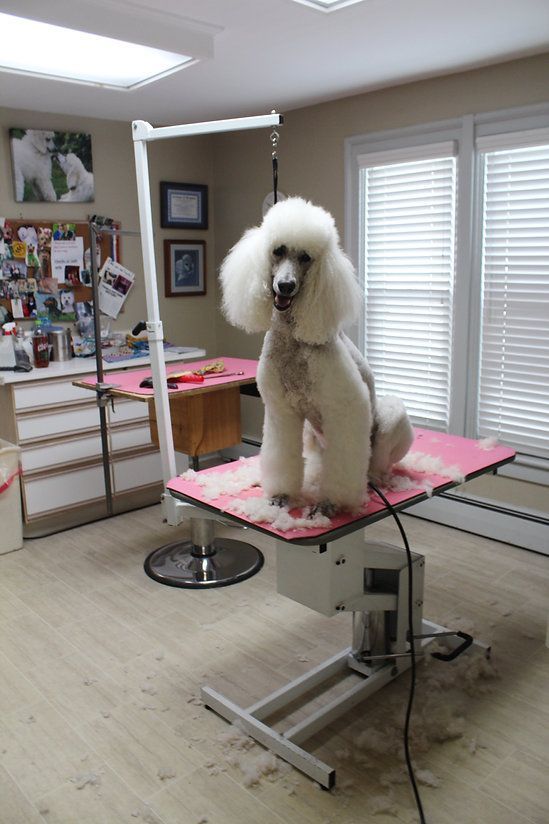 pet grooming services 28