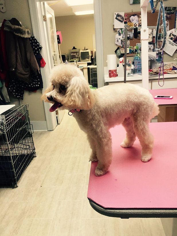 pet grooming services 29