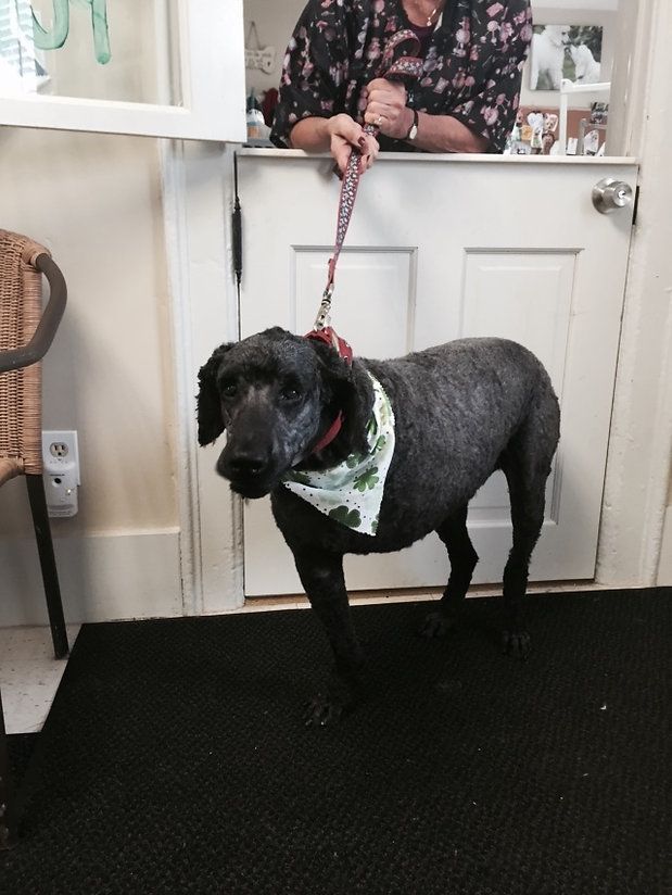 pet grooming services 30