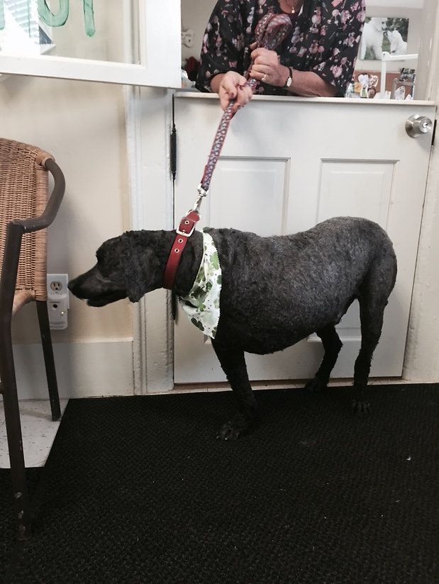 pet grooming services 31