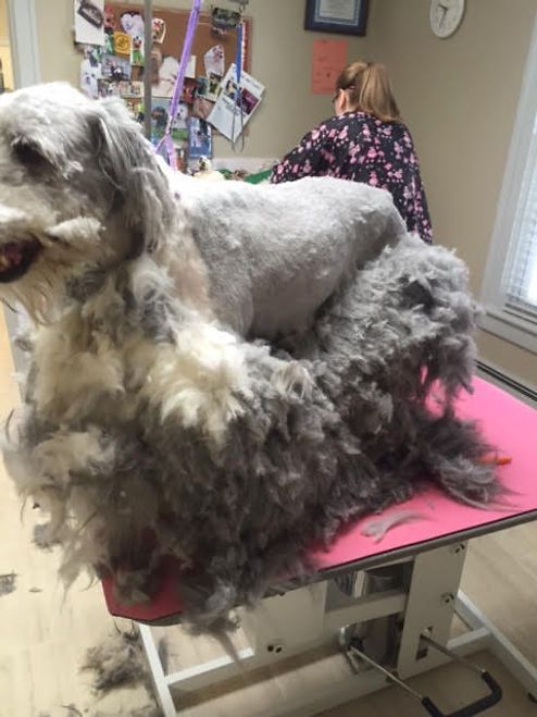 pet grooming services 32